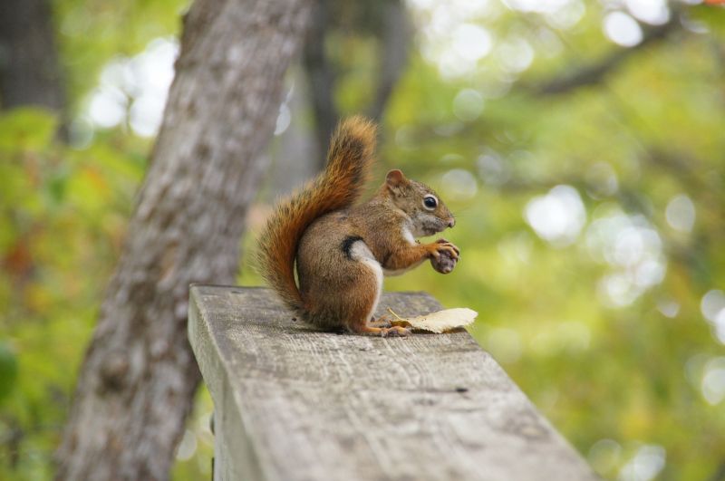 <i>Tamiasciurus hudsonicus</i> (American Red Squirrel)