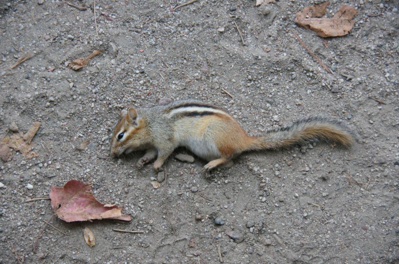 Viewing photos→2017→2017-10-04→40