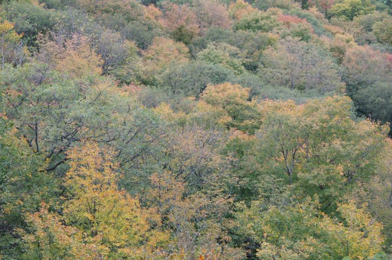 Viewing photos→2017→2017-10-04→47