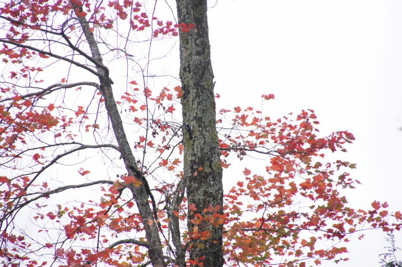 Viewing photos→2017→2017-10-04→56