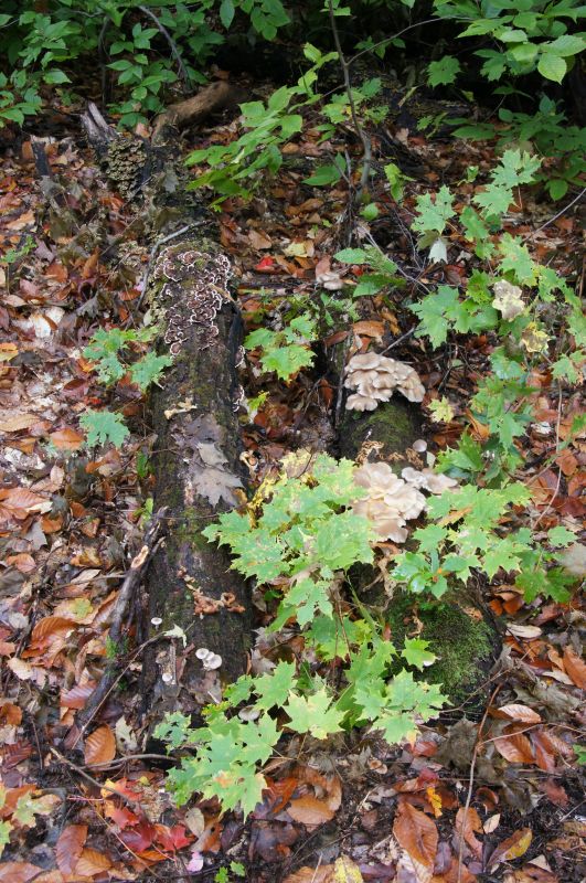<i>Acer saccharum</i> (sugar maple)