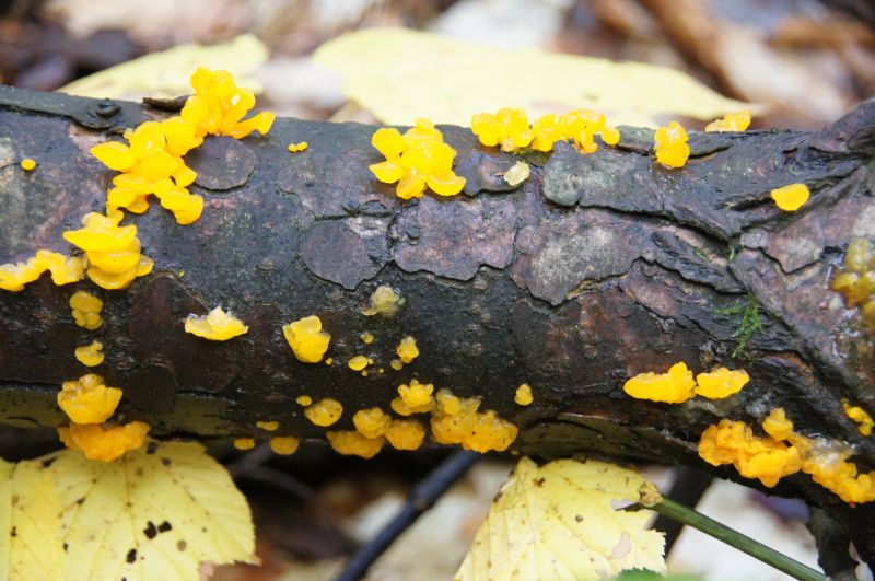 <i>Dacrymyces palmatus</i> (orange jelly)