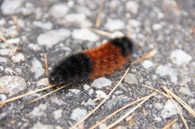 <i>Pyrrharctia isabella</i> (Isabella Tiger Moth)