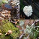 2017-10-07<br/>
<b>Forêt-la-Blanche, Québec, Canada</b>
