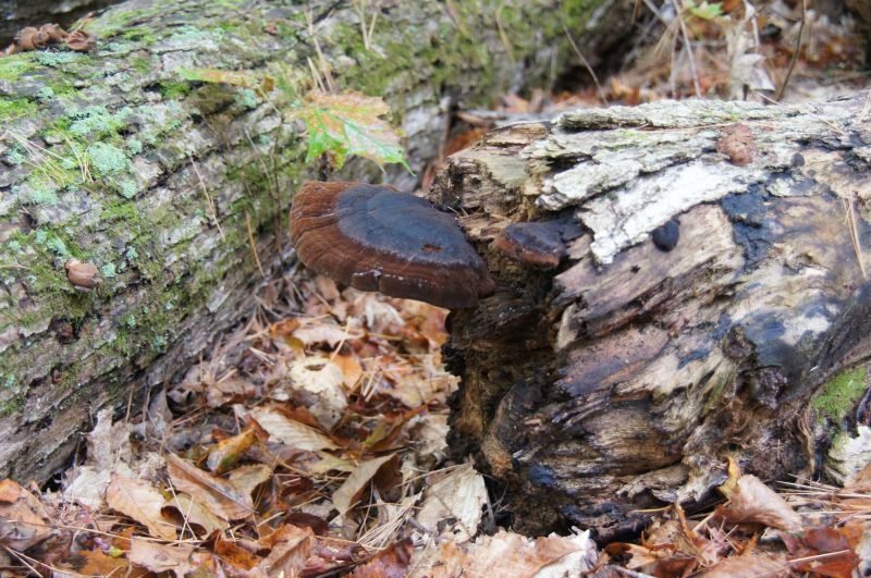 Viewing photos→2017→2017-10-07→001