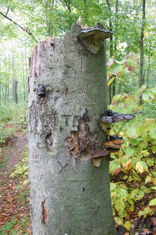 Viewing photos→2017→2017-10-07→012