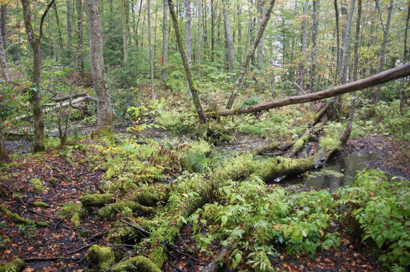 Viewing photos→2017→2017-10-07→020