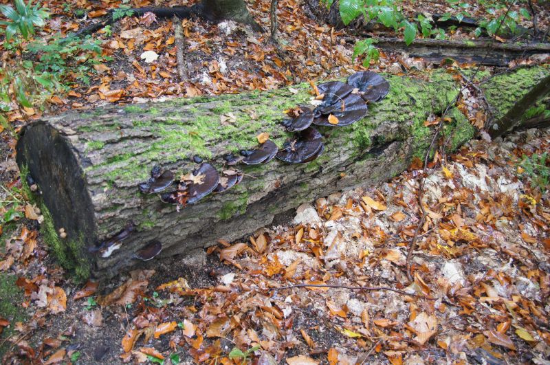 Viewing photos→2017→2017-10-07→022