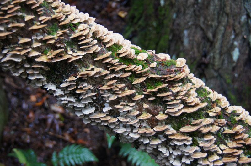 Viewing photos→2017→2017-10-07→030