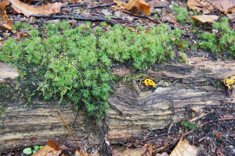 Viewing photos→2017→2017-10-07→043