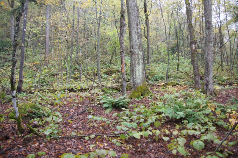 Viewing photos→2017→2017-10-07→052