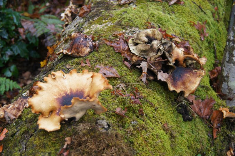 Viewing photos→2017→2017-10-07→054