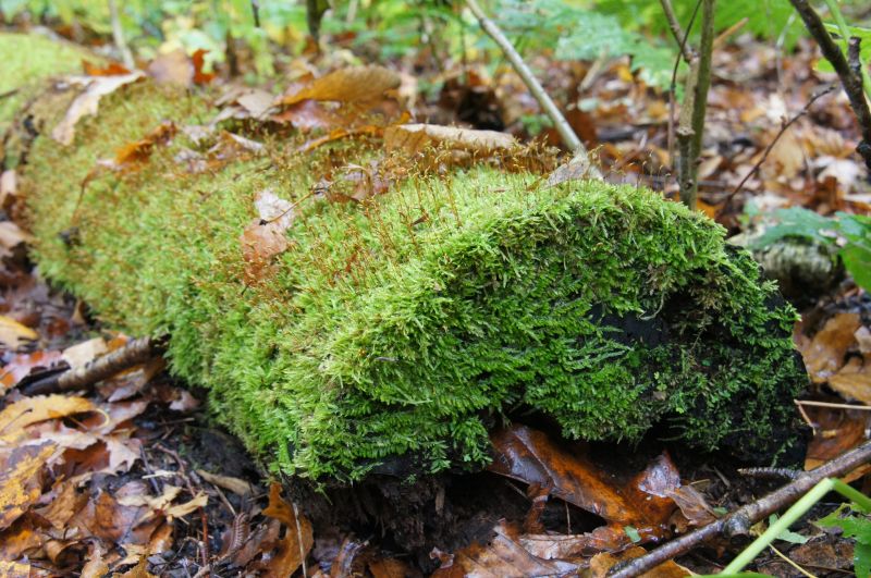 Viewing photos→2017→2017-10-07→062