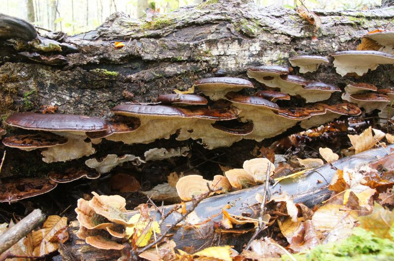 Viewing photos→2017→2017-10-07→063