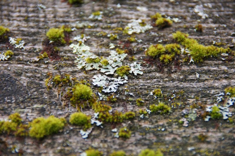 Viewing photos→2017→2017-10-07→096