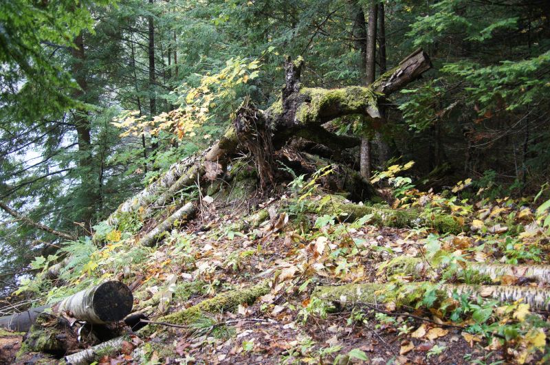 Viewing photos→2017→2017-10-07→102