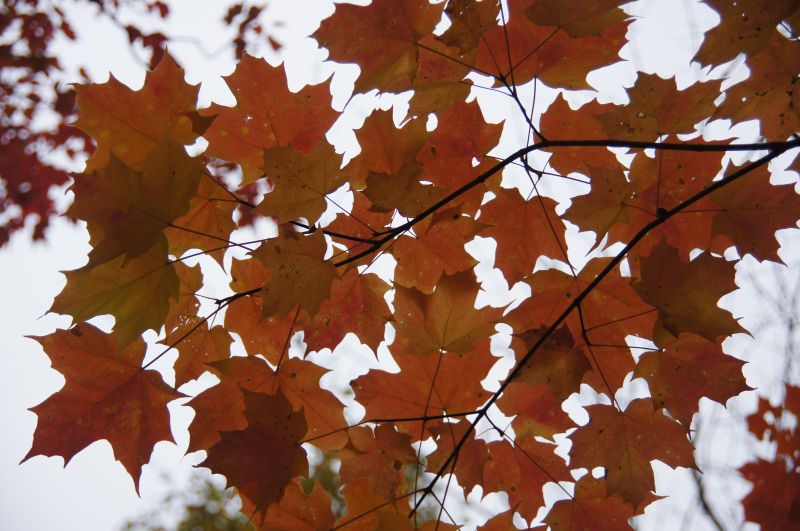 Viewing photos→2017→2017-10-09→05