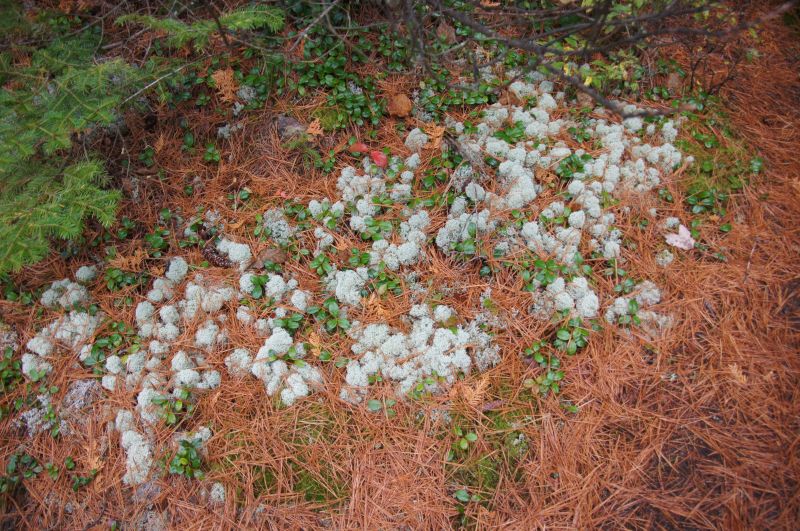 <i>Cladonia</i> (pixie cup lichens)