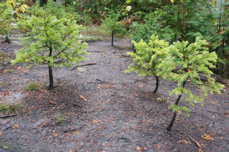 <i>Picea</i> (spruces)