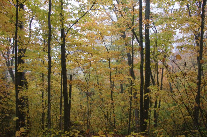 Viewing photos→2017→2017-10-09→39