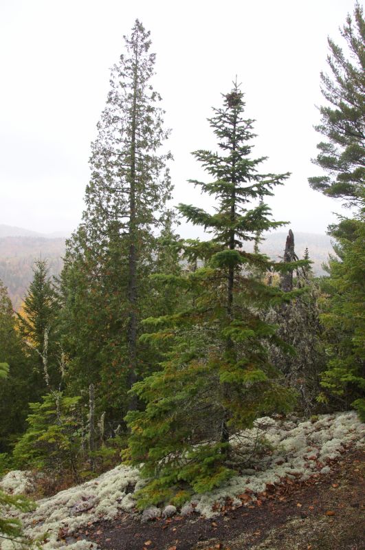 <i>Abies balsamea</i> (balsam fir)