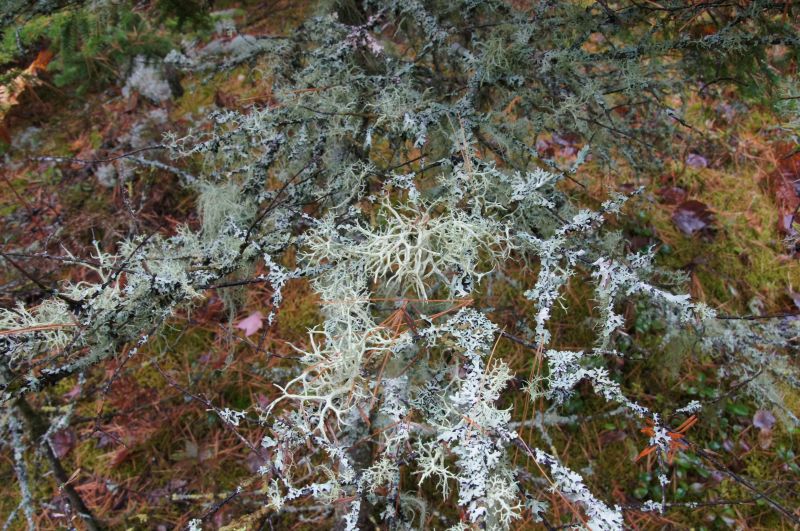 <i>Evernia mesomorpha</i> (Boreal Oakmoss)