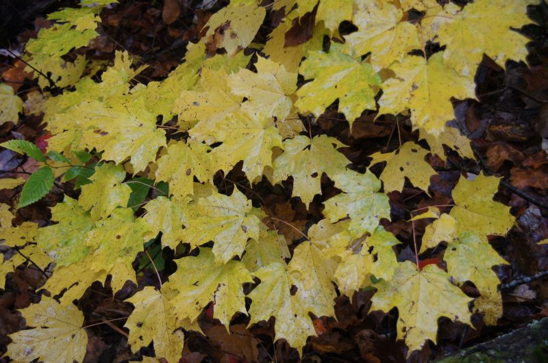 Viewing photos→2017→2017-10-09→47