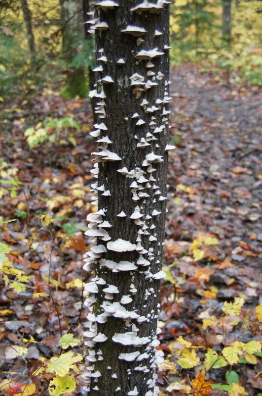 <i>Trichaptum</i> (null)