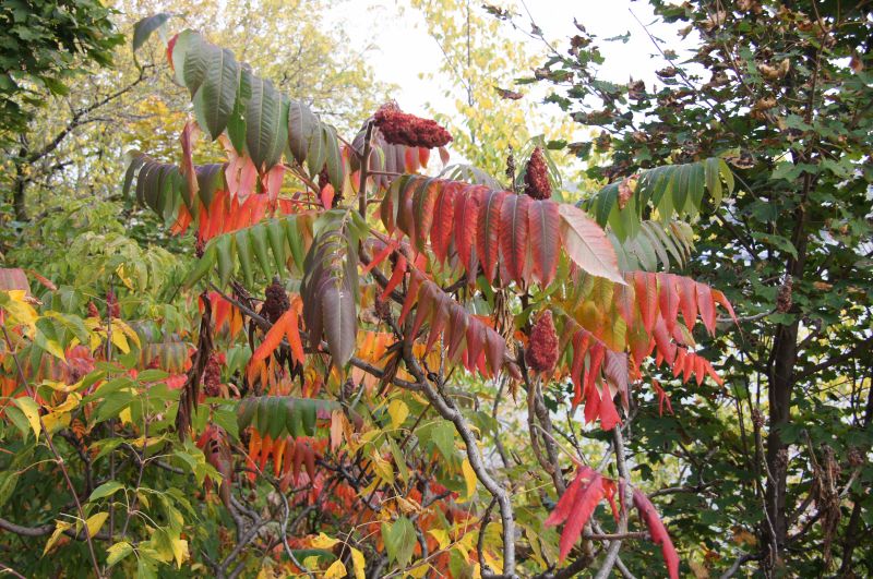 Viewing photos→2017→2017-10-10→31