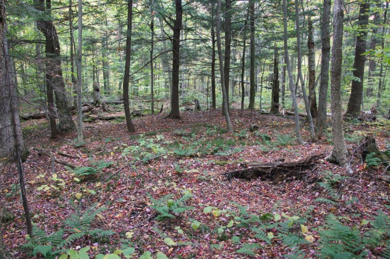 <i>Spinulum annotinum</i> (interrupted clubmoss)