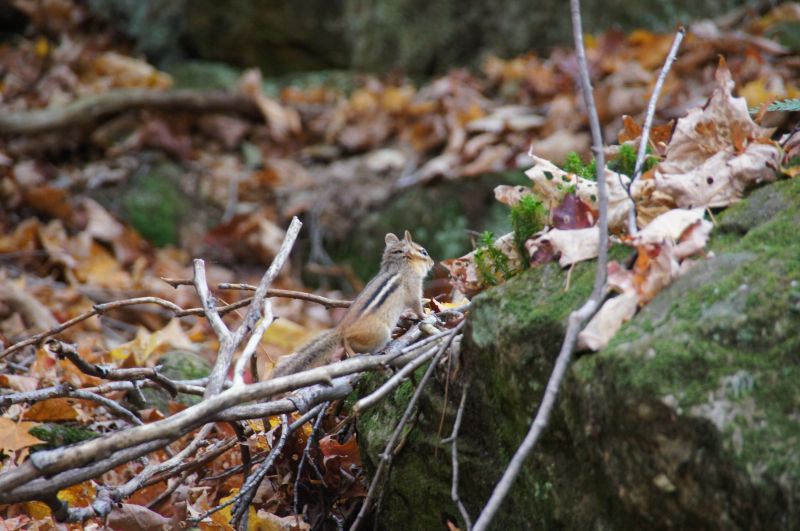 <i>Tamias striatus</i> (Eastern Chipmunk)