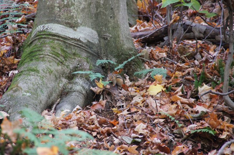 Viewing photos→2017→2017-10-14→05