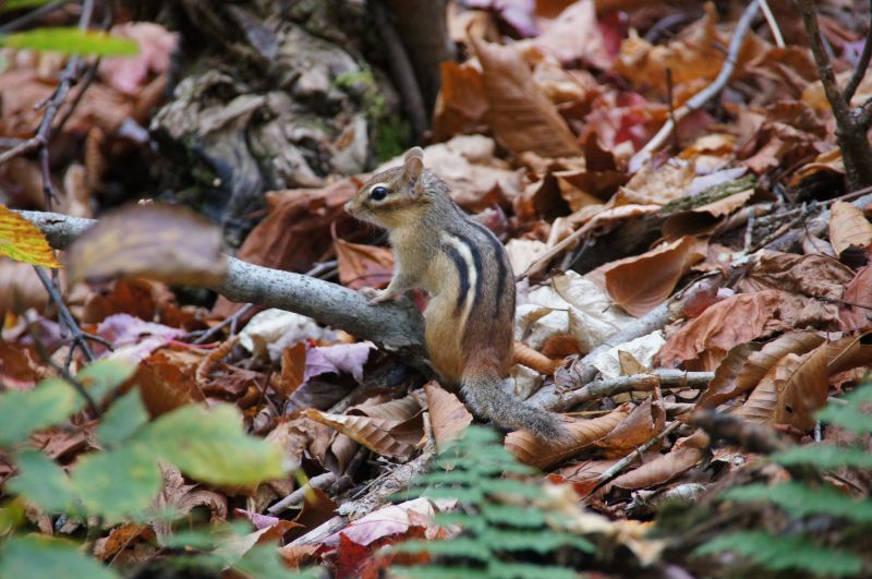 <i>Tamias striatus</i> (Eastern Chipmunk)