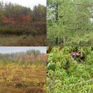 2017-10-15<br/>
<b>Mer Bleue Bog, Ontario, Canada</b>
