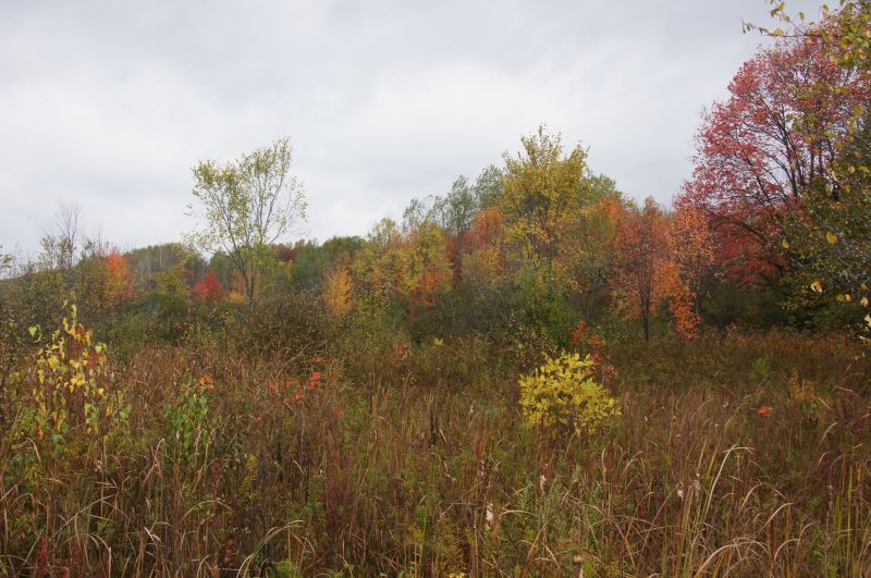 Viewing photos→2017→2017-10-15→04