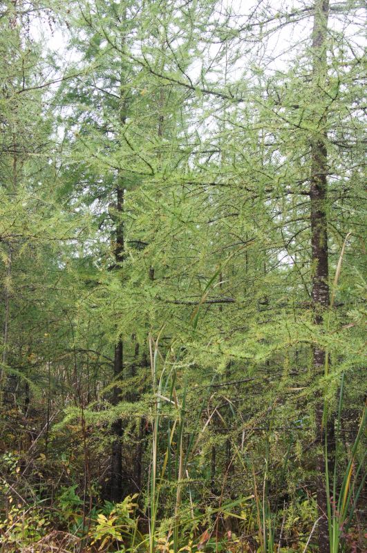 <i>Larix laricina</i> (tamarack)