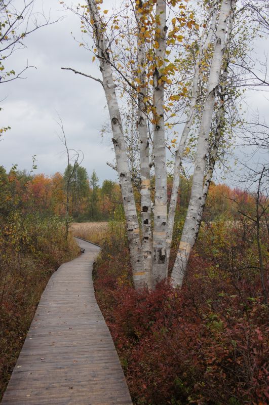 <i>Betula papyrifera</i> (paper birch)