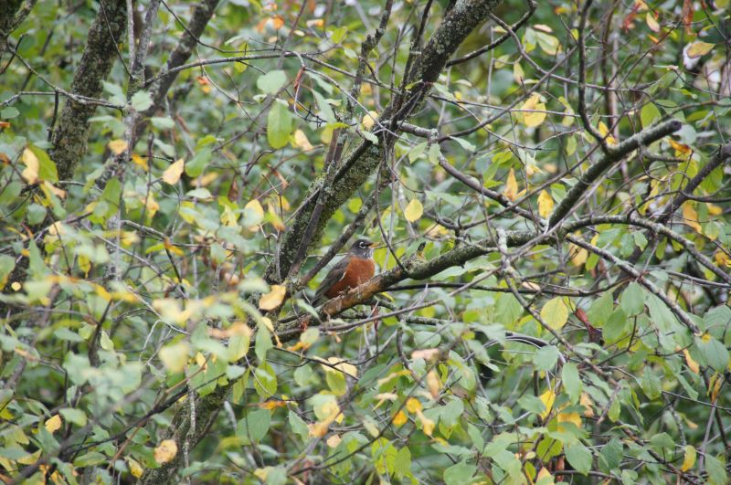 Viewing photos→2017→2017-10-15→31