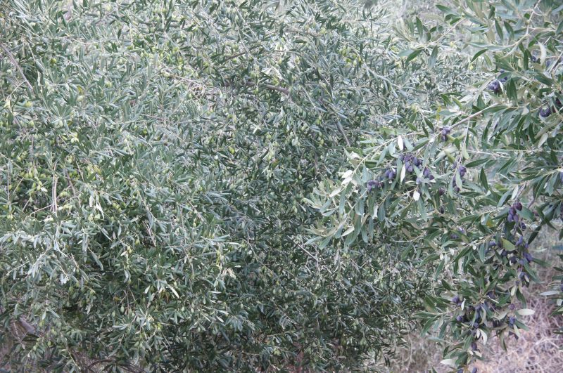 Viewing photos→2017→2017-10-28→53