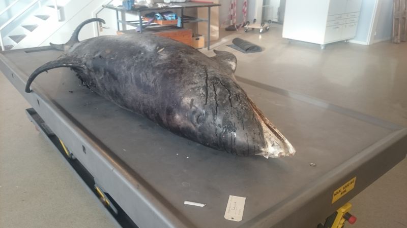 Viewing photos→2017→2017-11-17→01