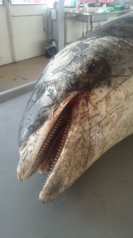 Viewing photos→2017→2017-11-17→03