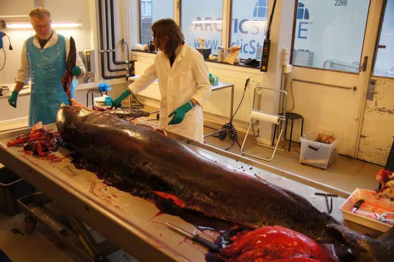 Viewing photos→2017→2017-11-17→09