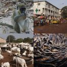 2017-11-25 - 2017-11-27<br/>
<b>West Coast and Banjul, The Gambia</b>
