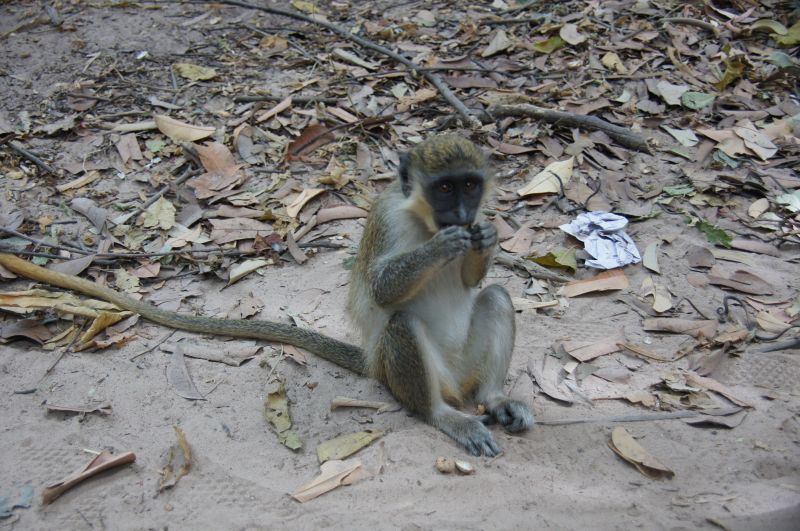 <i>Chlorocebus sabaeus</i> (Green Monkey)