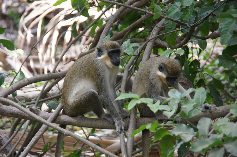 <i>Chlorocebus sabaeus</i> (Green Monkey)