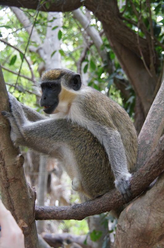 <i>Chlorocebus sabaeus</i> (Green Monkey)