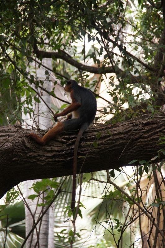 <i>Piliocolobus temminckii</i> (Temminck's Bay Colobus)