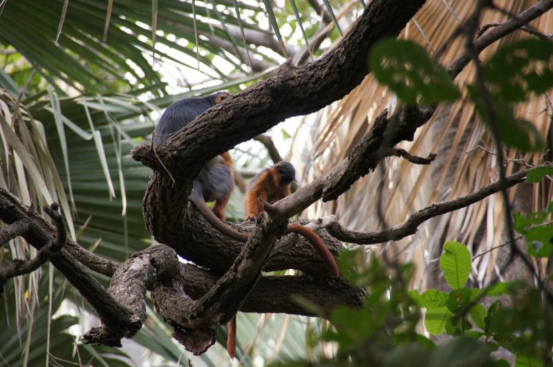 <i>Piliocolobus temminckii</i> (Temminck's Bay Colobus)