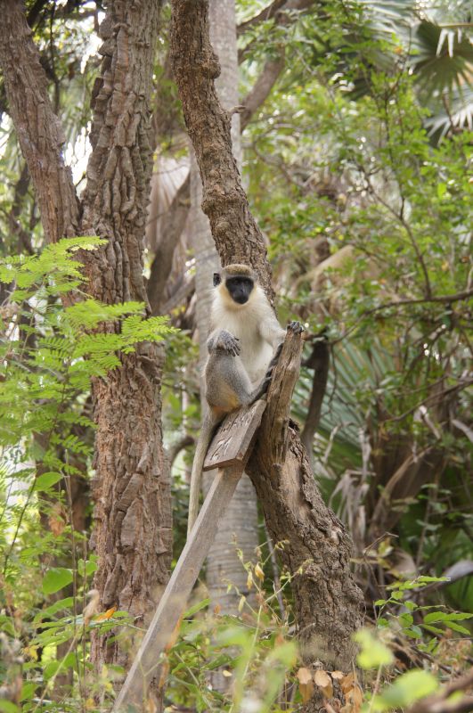 <i>Chlorocebus sabaeus</i> (Green Monkey)