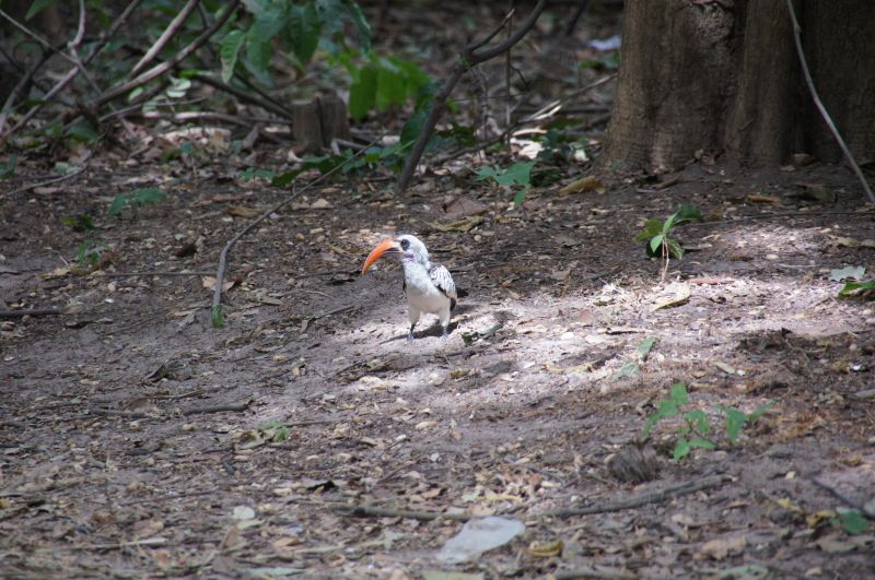 <i>Tockus kempi</i> (Western Red-billed Hornbill)
